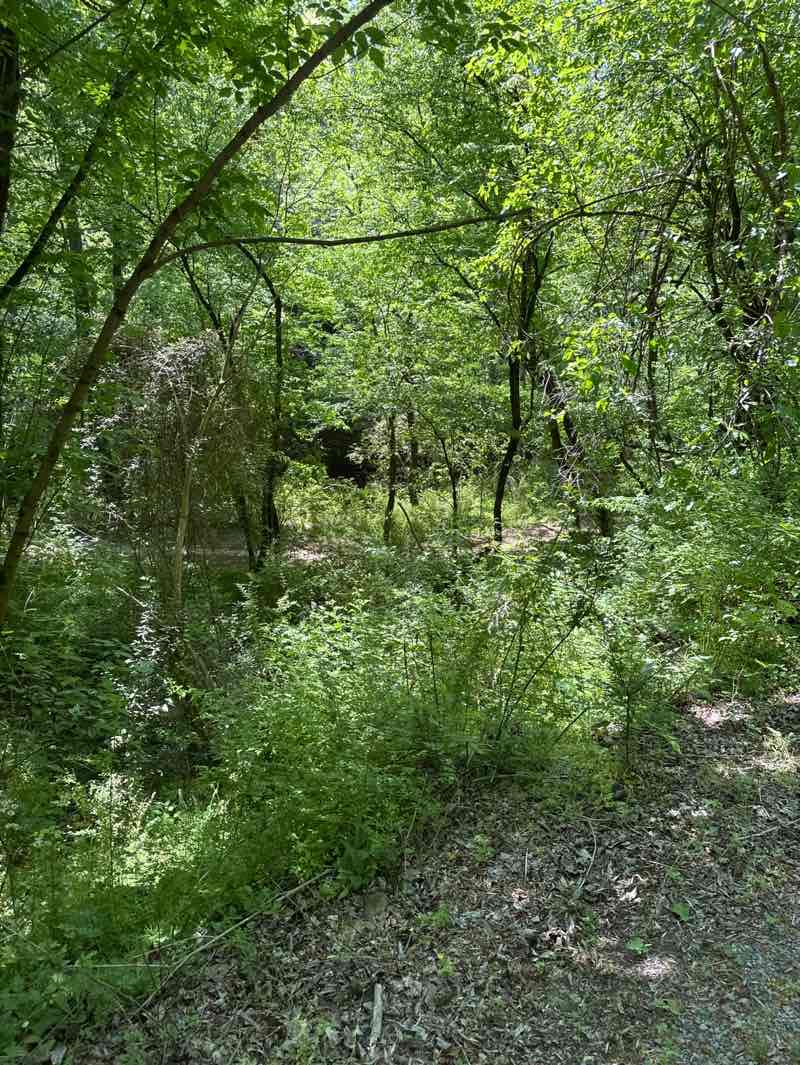 walking near me in Noccalula Falls in spring