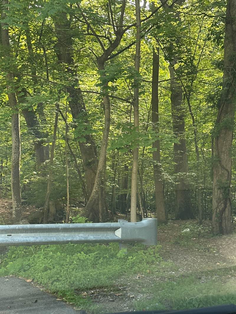 walking near me in Rumbrook Park East in summer