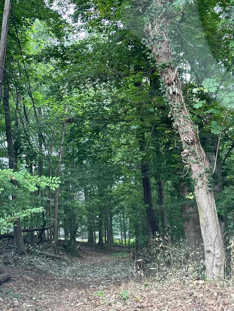 walking near me in North Road Park in summer