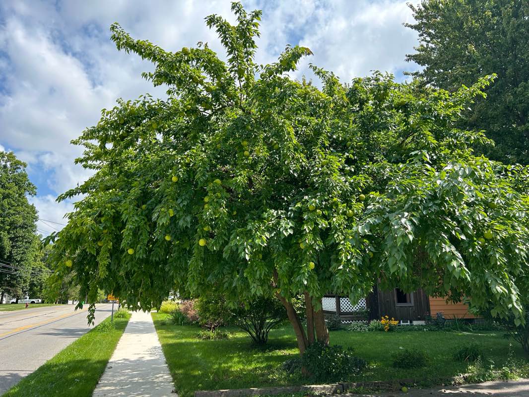 walking near me in Berea Railfan Park in winter