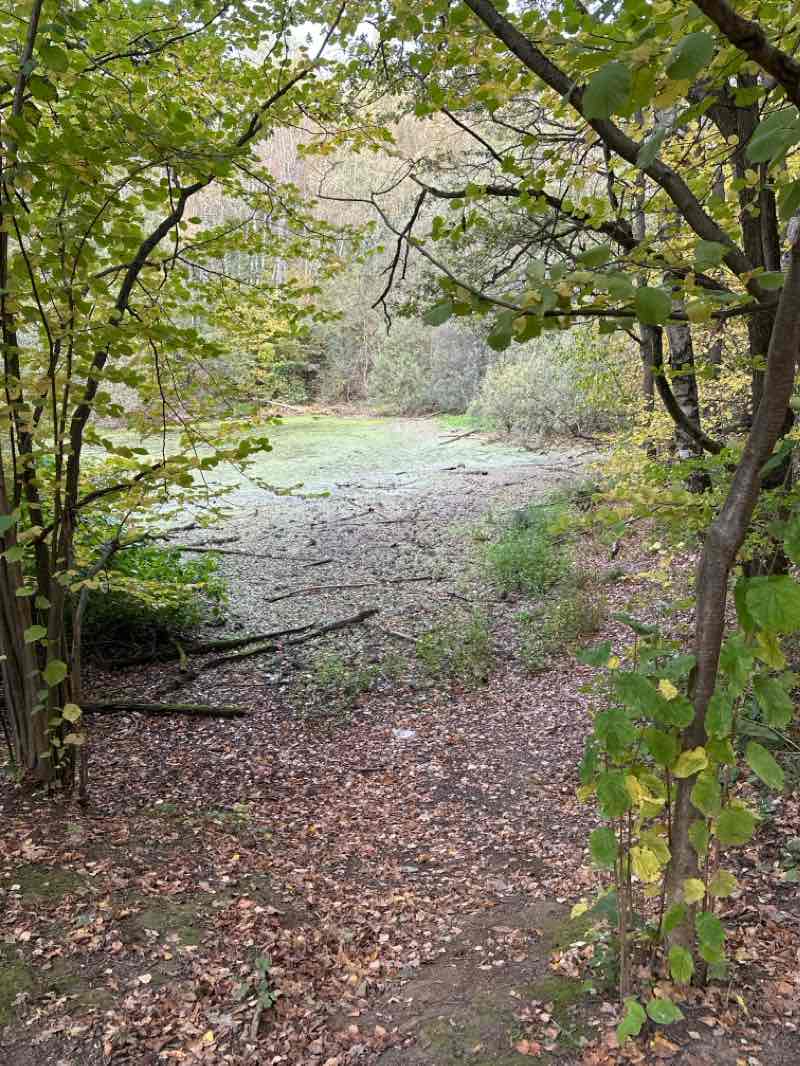 walking near me in сквер Марии Громовой in winter