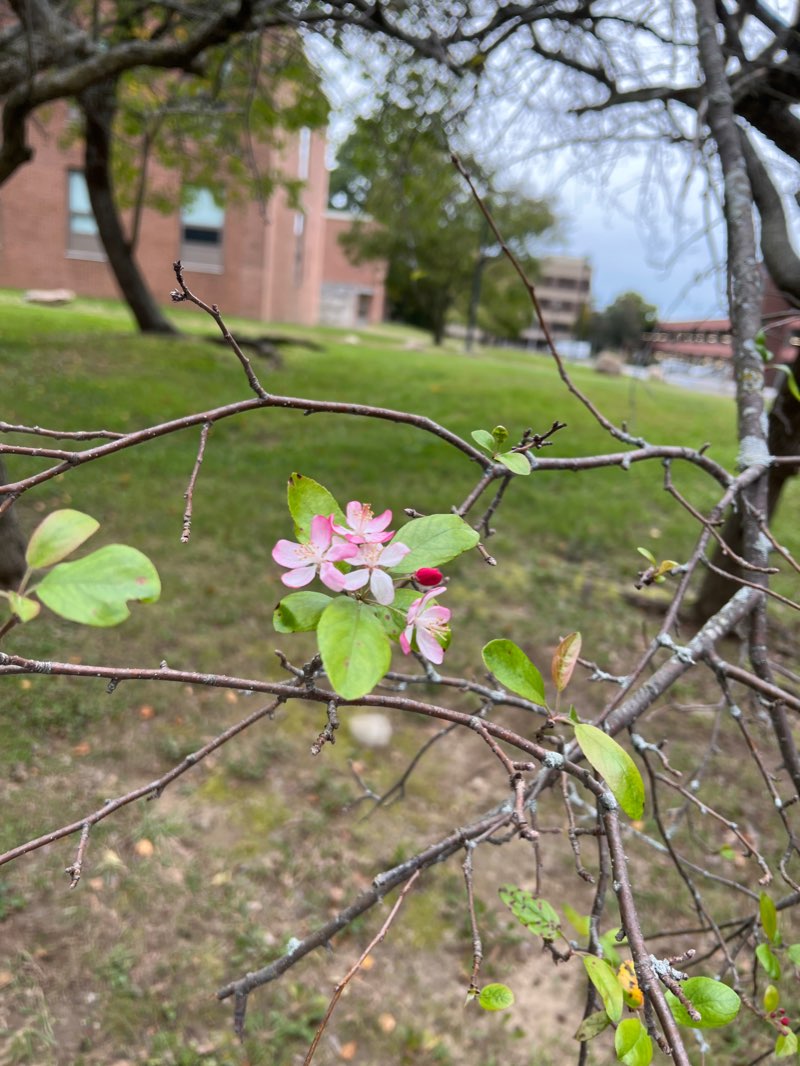 walking near me in Roosevelt Quad in winter