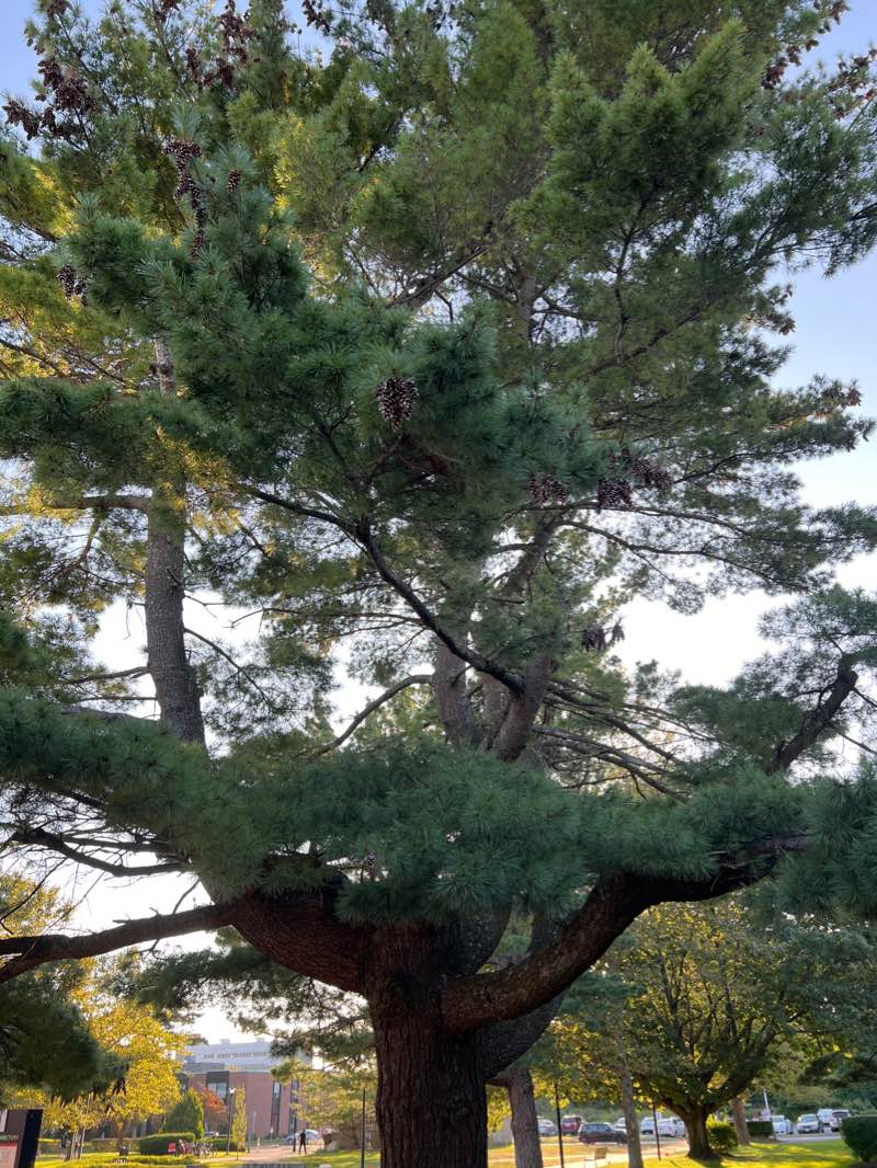 walking near me in H Quad in winter