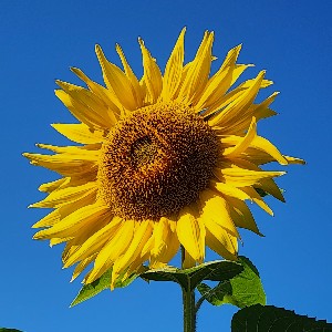 Никонова Юлия profile