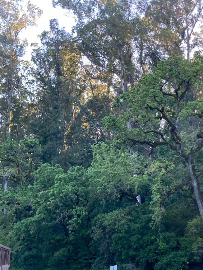 walking near me in Hidden Valley Park in spring