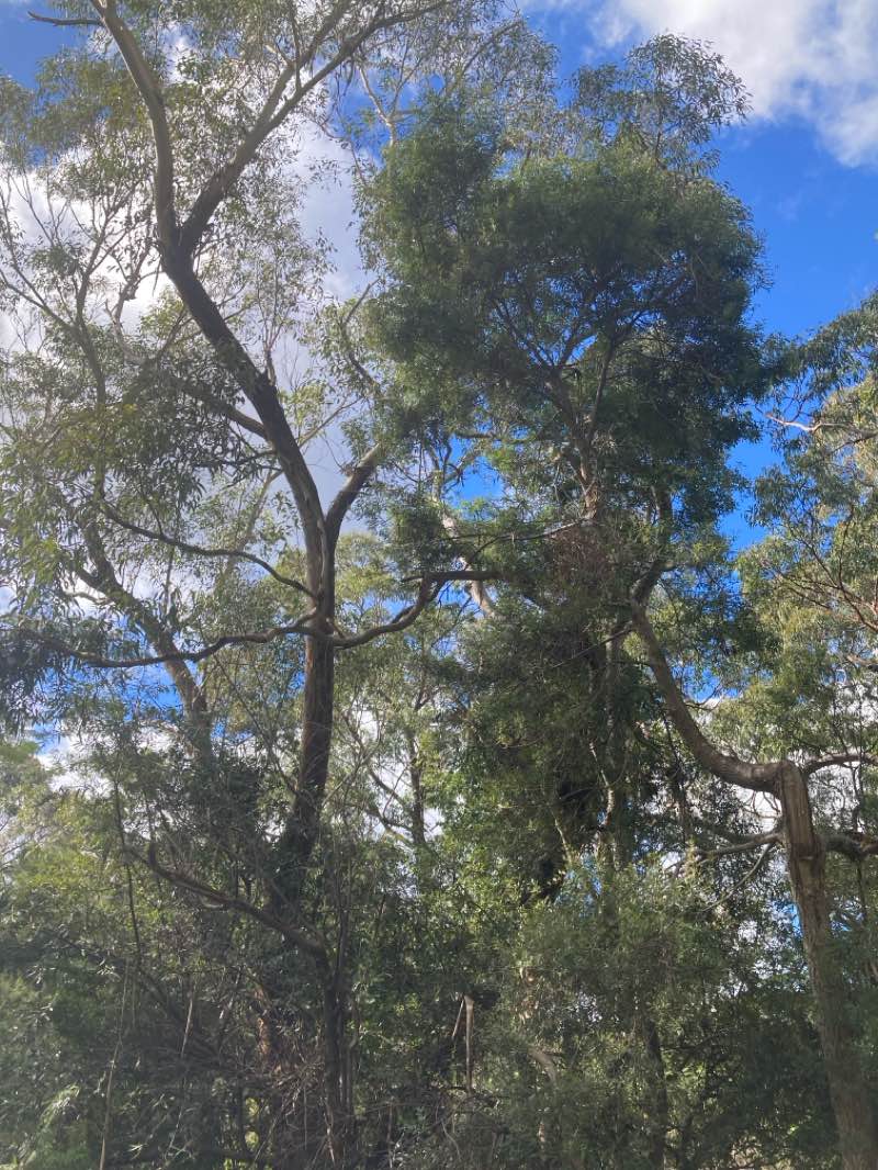 walking near me in Ku-ring-gai Chase National Park in winter