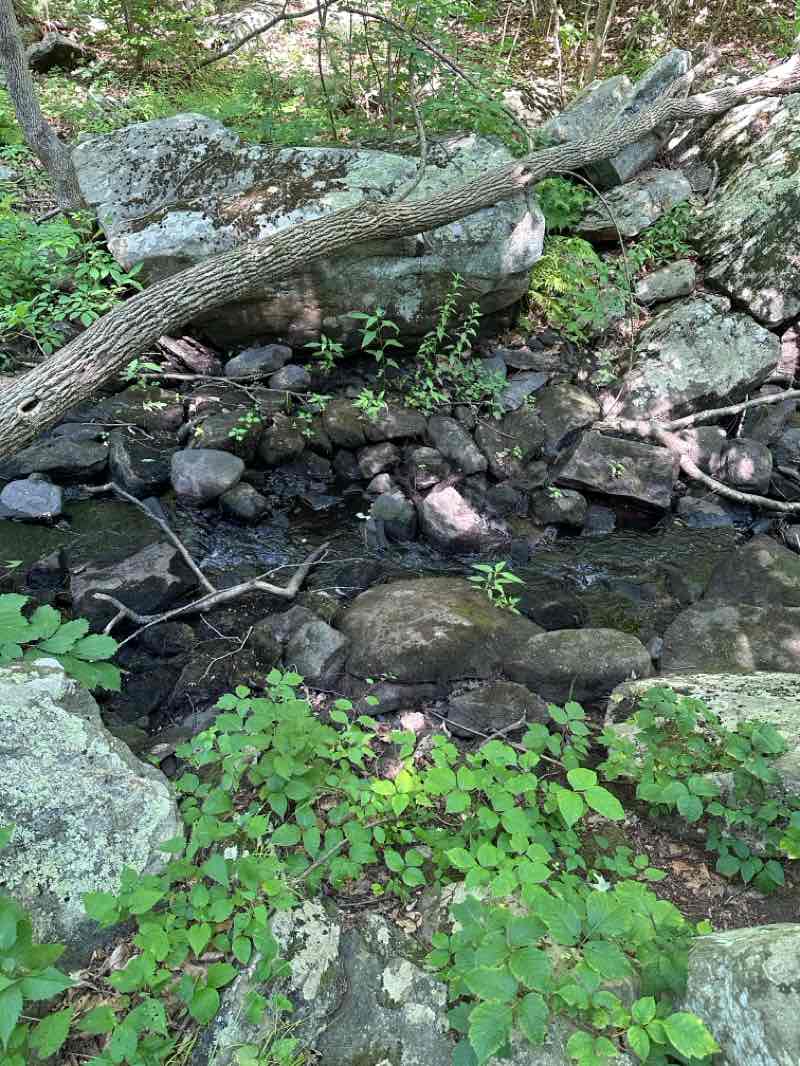 walking near me in Danforth Creek Property in summer
