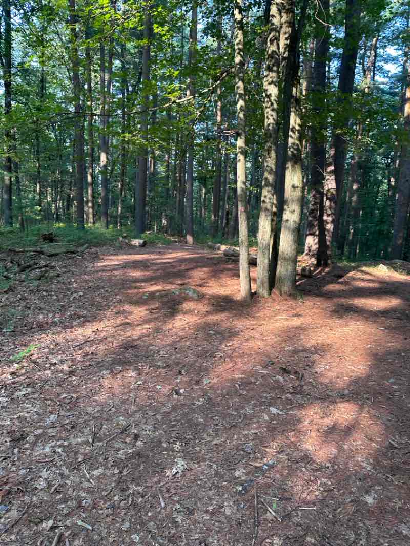 walking near me in Mcneil-Walsh Open Space in summer