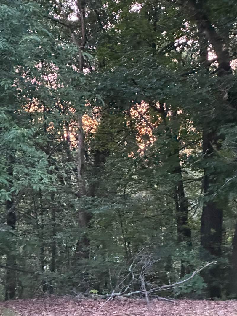 walking near me in Fort Hill in summer