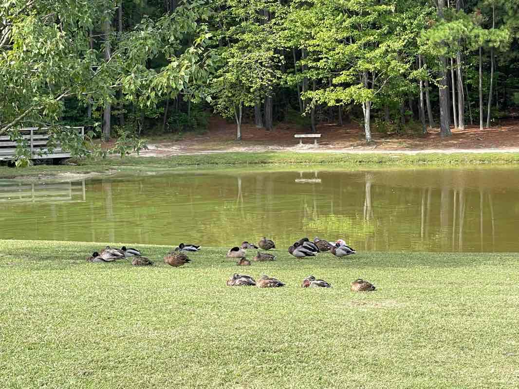 walking near me in General Sheppard Crump Memorial Park in winter