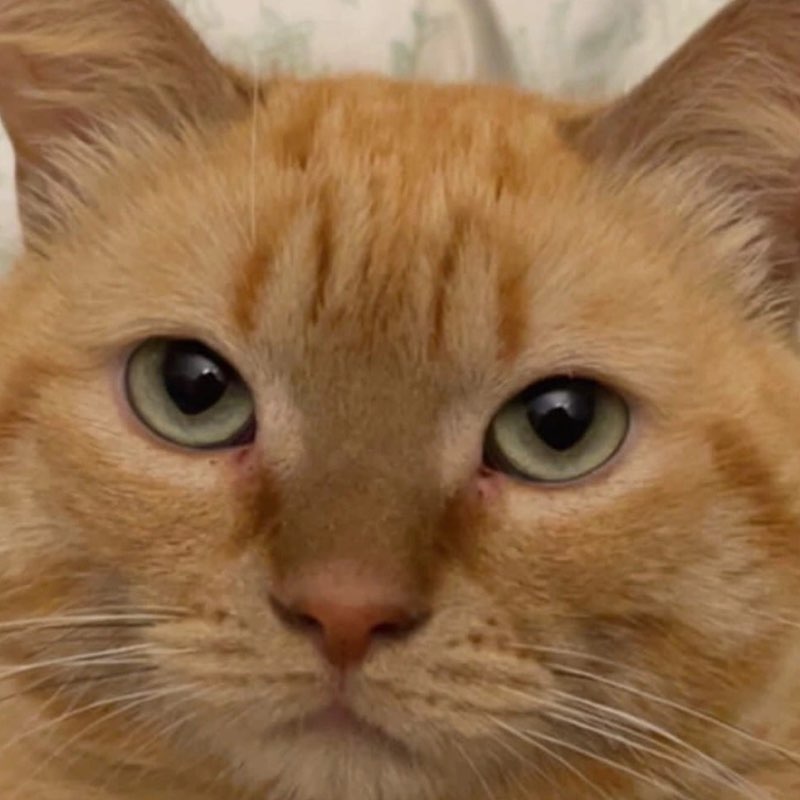 Карпова_Юлия Б21-105