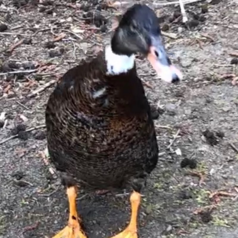 linda sophia profile