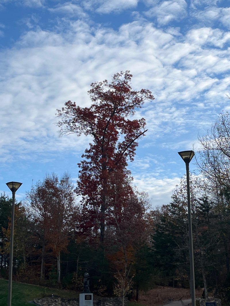 walking near me in Semper Fidelis Memorial Park in autumn