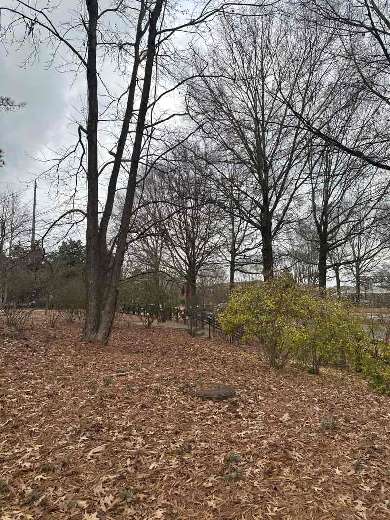 walking near me in Freedom Park in winter