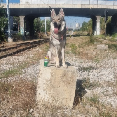 HELLBORN MC SCB 🇧🇬 Chuckie post image