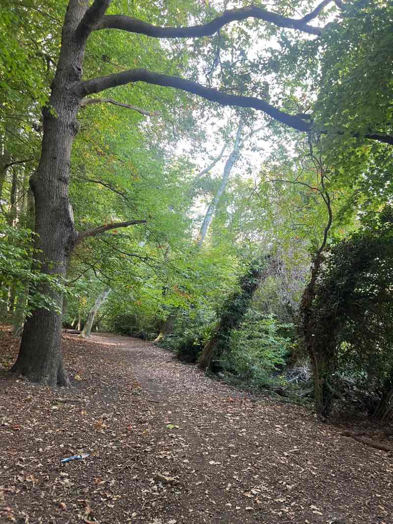 walking near me in Croham Hurst in autumn