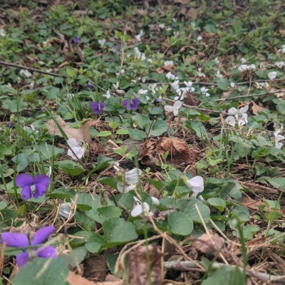 Nosh Masters Mike post image