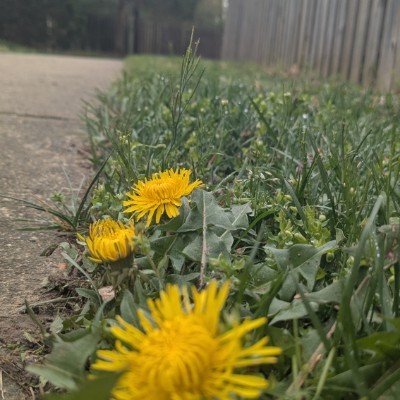 Nosh Masters Mike post image