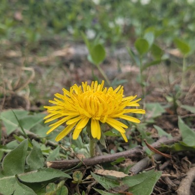 Nosh Masters Mike post image