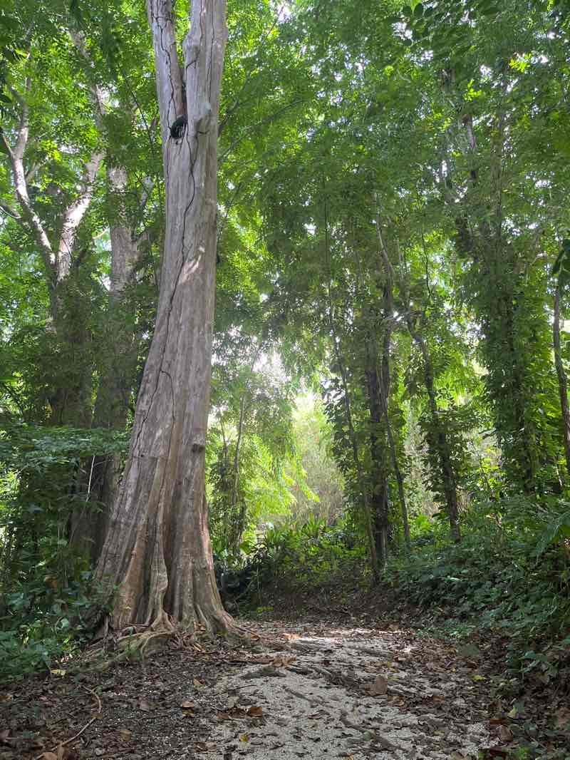 walking near me in Jardín Botánico de la Universidad de Puerto Rico in autumn