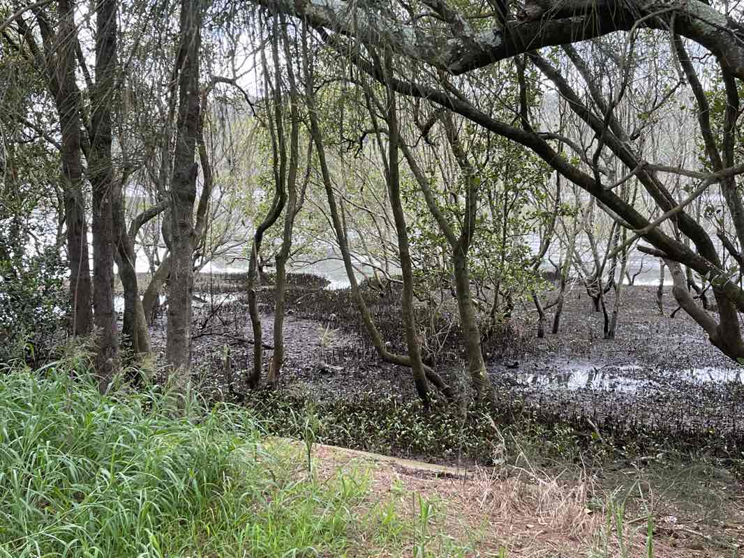 walking near me in Bungaree Reserve in summer