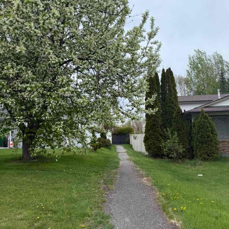 Kicha Sher Akif post image