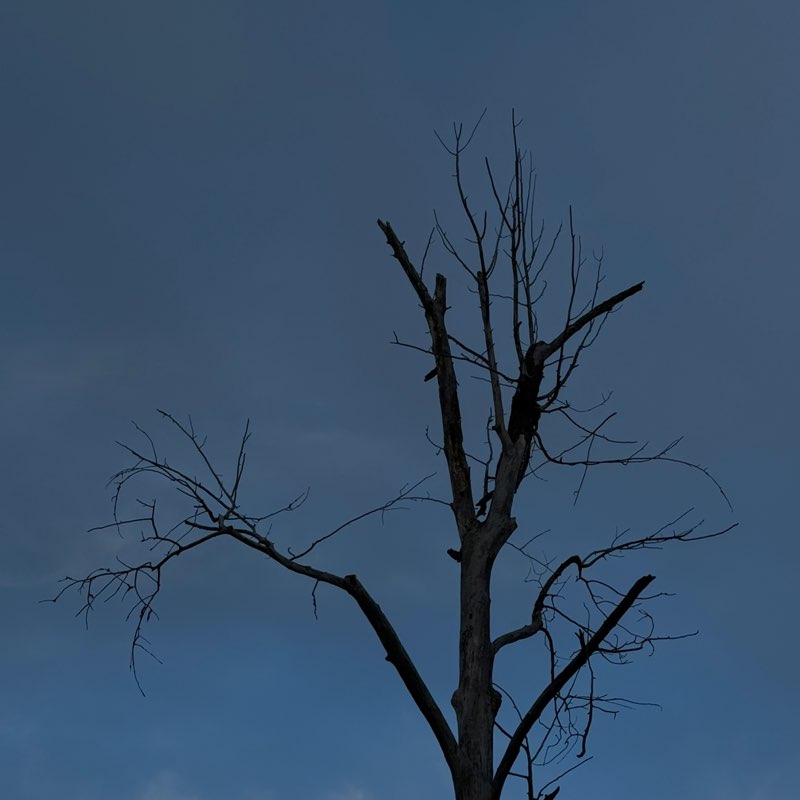 Kicha Sher Akif post image