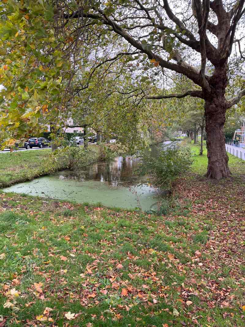 walking near me in Stadhoudersplantsoen in autumn