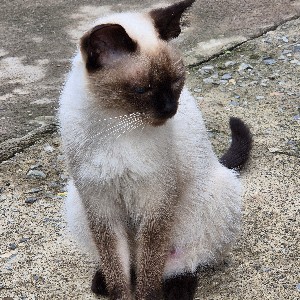 최병환_OASIS icon