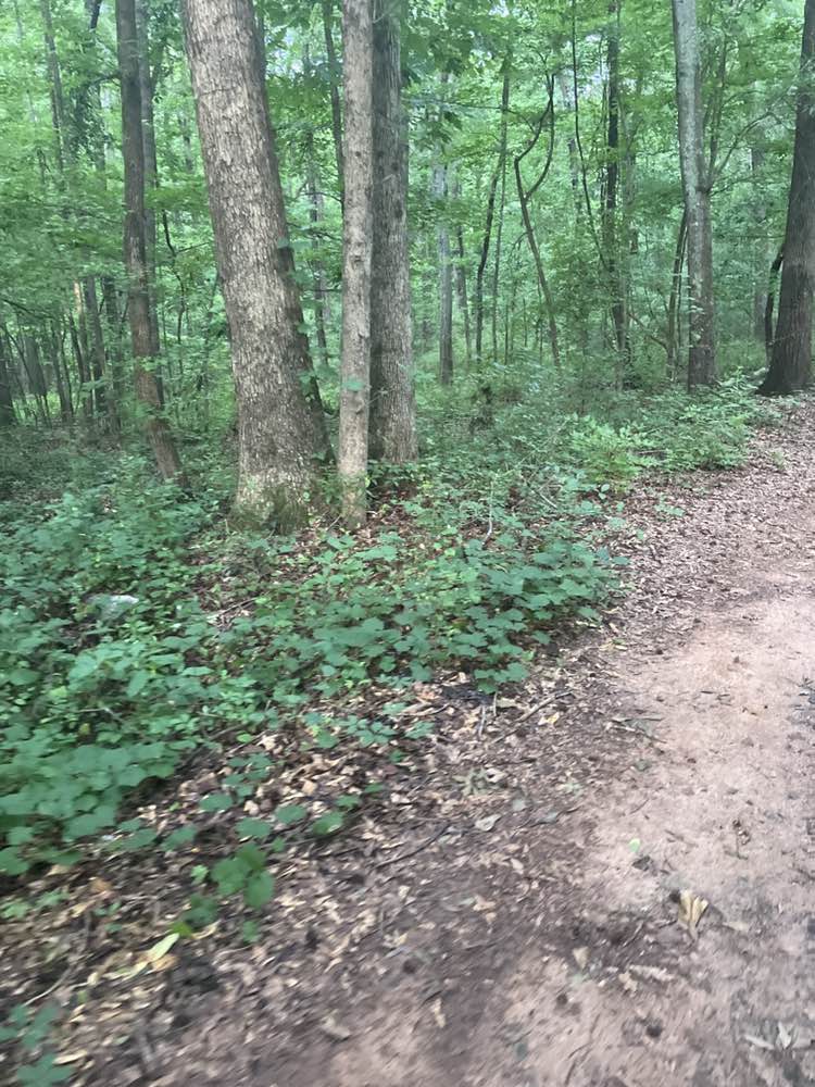 walking near me in Southeast Clarke Park in summer