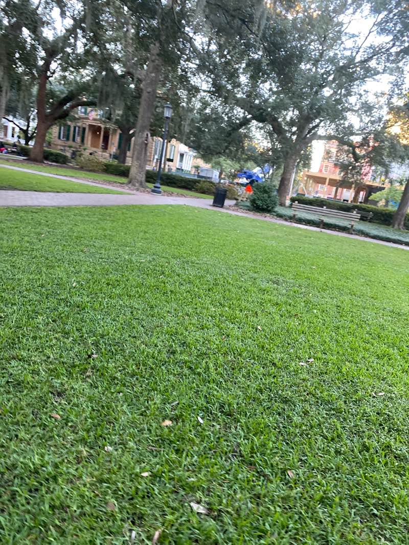 walking near me in Oglethorpe Square in autumn