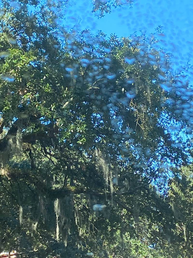 walking near me in Monterey Square in autumn