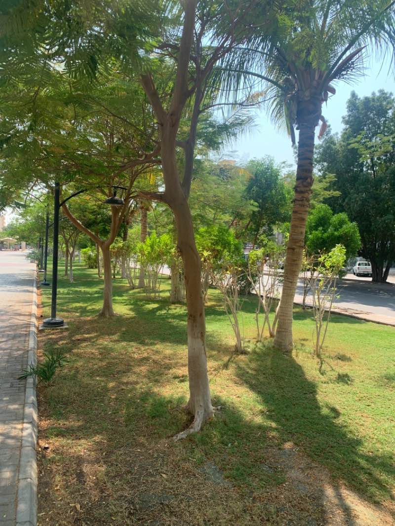 walking near me in Al Yamamah Street Park in winter