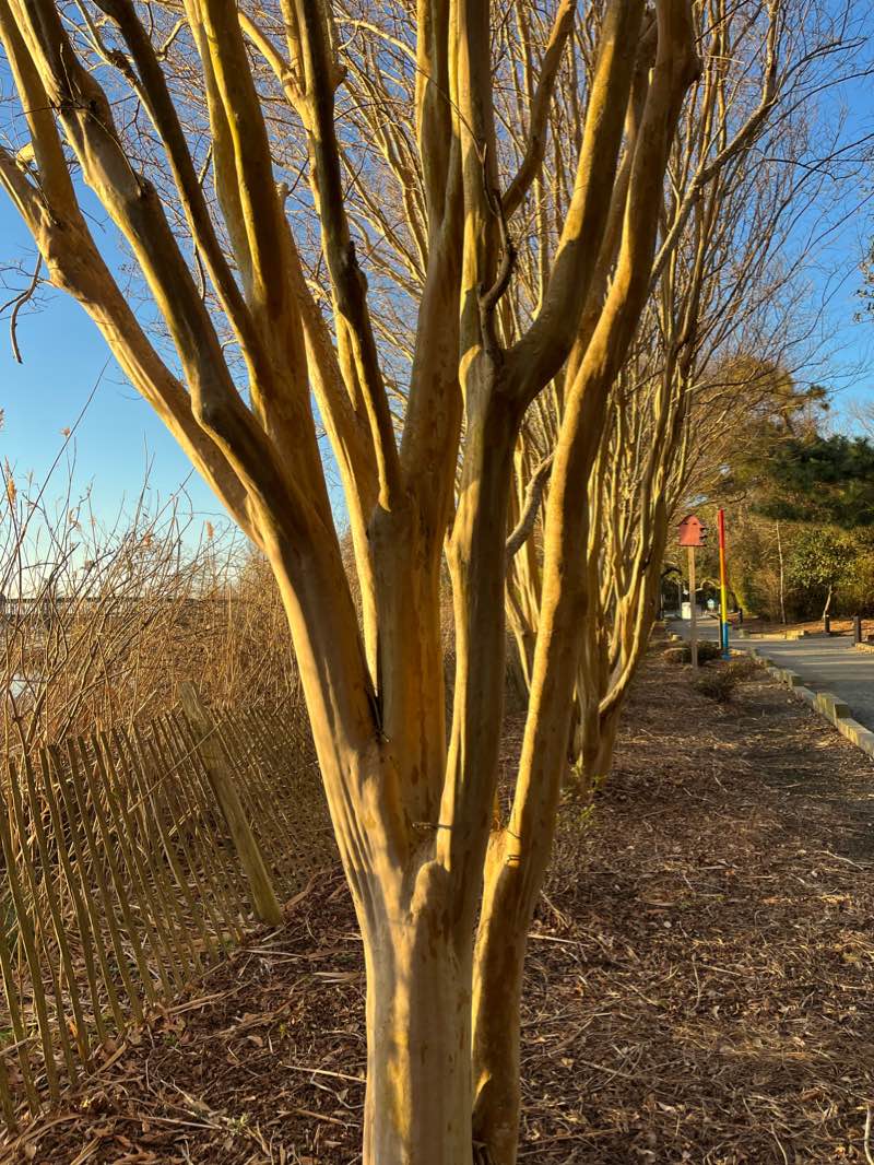 walking near me in Duck Town Park in winter