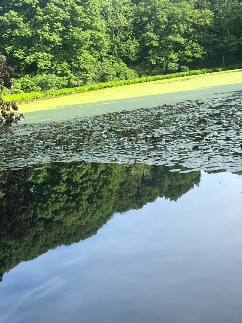 walking near me in Olmsted Park in winter