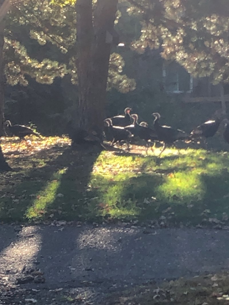 walking near me in Plymouth Creek Center in winter