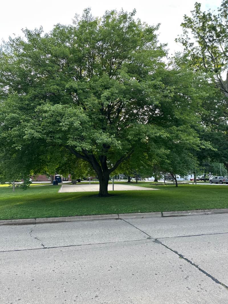 walking near me in Eisner Park in summer