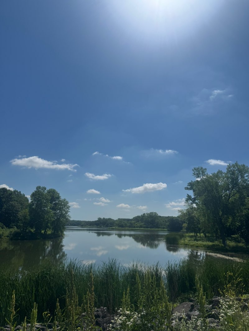 walking near me in Busse Woods in summer