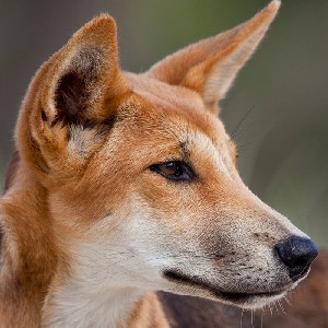 🦘🇦🇺 GAWZ 🇦🇺🦘