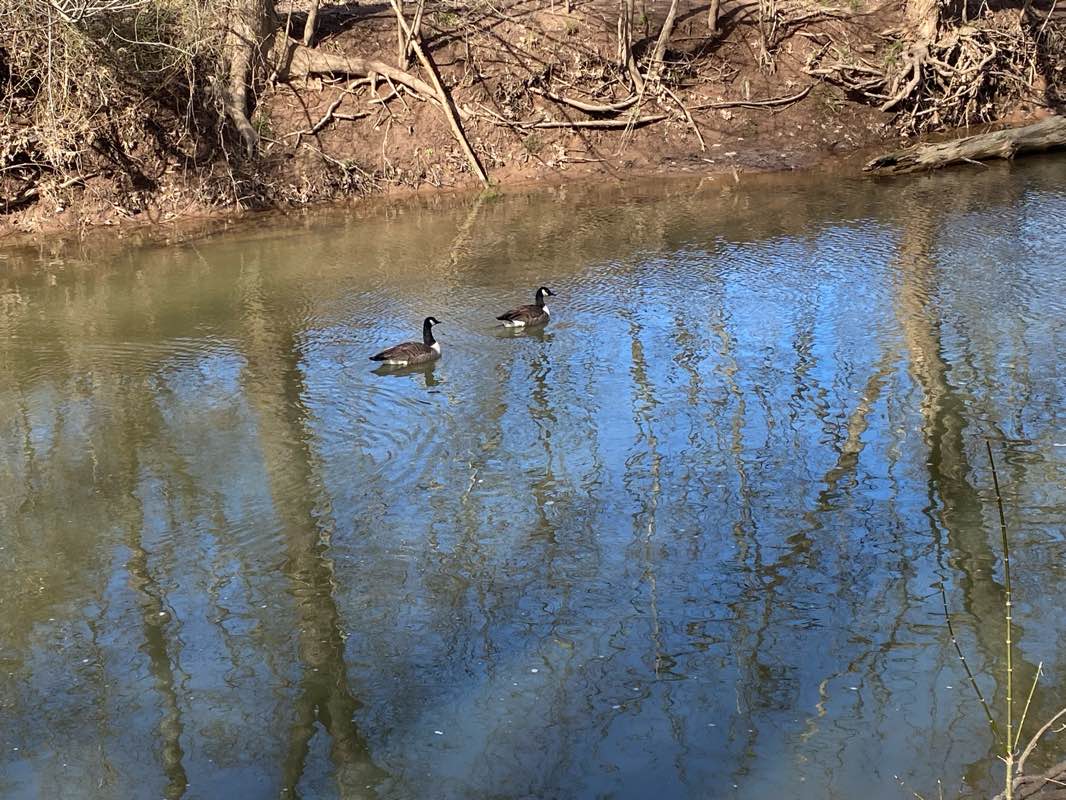 walking near me in Chalet Woods Park in winter