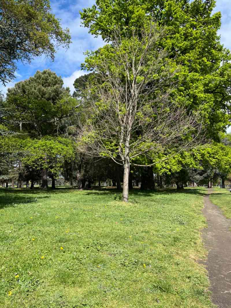 walking near me in Victoria Square in summer