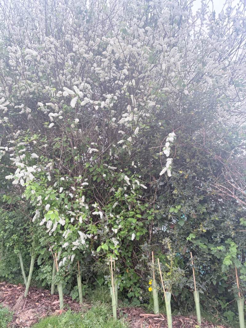 walking near me in Testwood Recreation Ground in spring