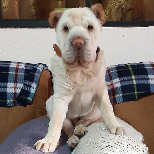 Edison Mariño CEC icon