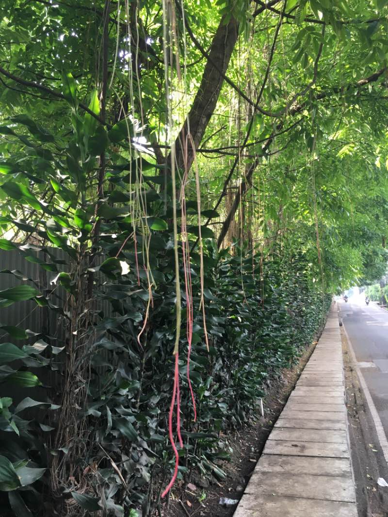 walking near me in TAMAN GUNUNG KAREUMBI in summer