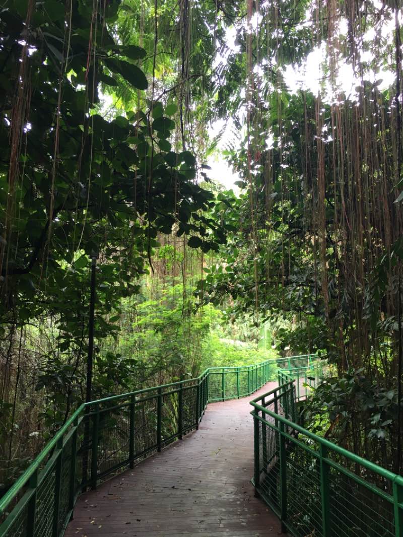 walking near me in Hutan Kota Babakan Siliwangi in summer