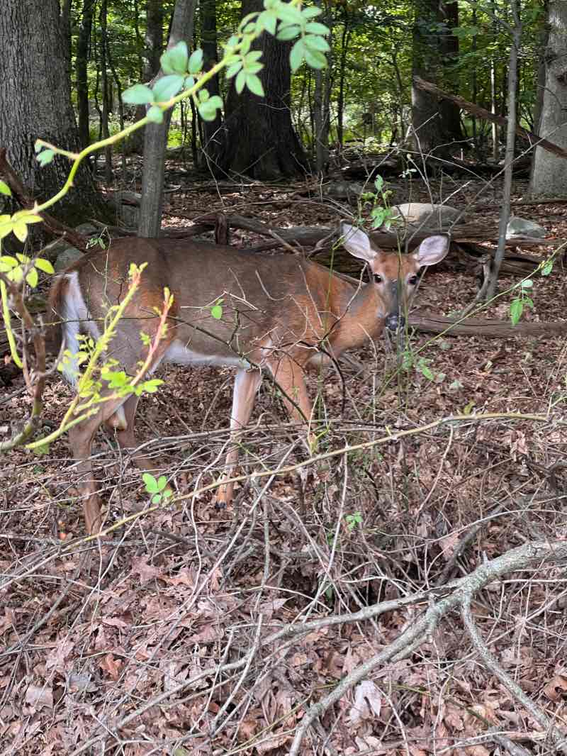 walking near me in Crestwood Park in winter