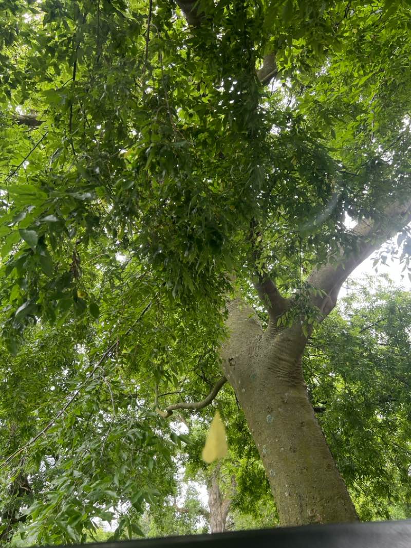 walking near me in Heman Park in summer