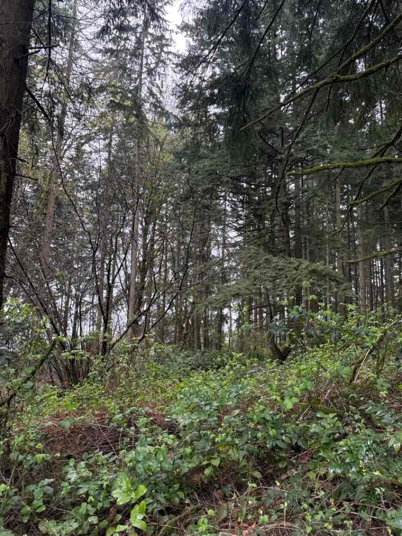 walking near me in Westcrest Park in spring