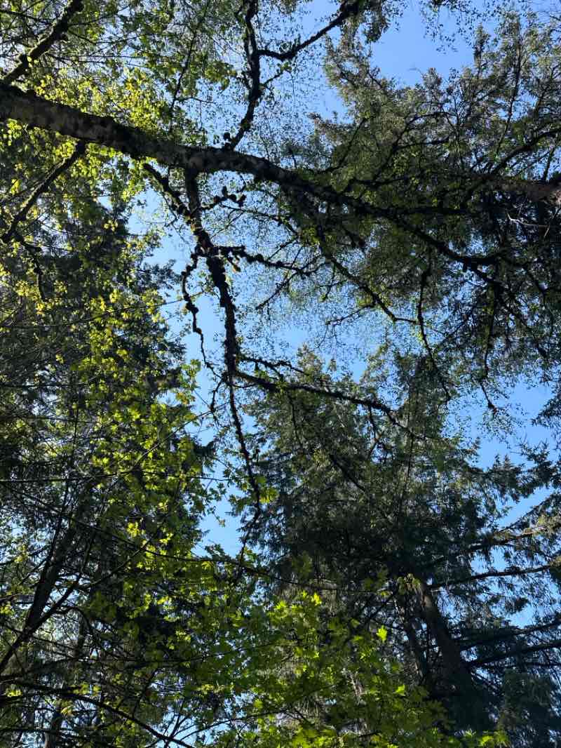 walking near me in Seward Park in spring