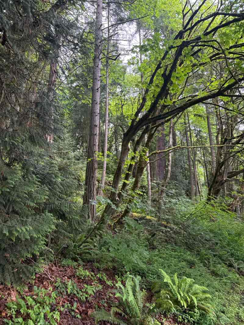 walking near me in Seward Park in summer